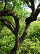 Schinus fasciculatus