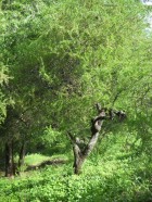 Schinus fasciculatus