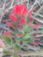 Castilleja lithospermoides