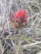 Castilleja lithospermoides