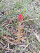 Castilleja lithospermoides