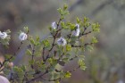 Larrea cuneifolia