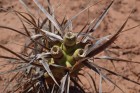 Tephrocactus articulatus