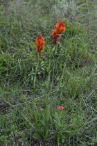 Sacoila argentina