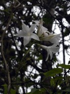 Mandevilla laxa