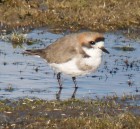 Anarhynchus alticola