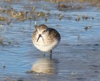 Calidris bairdii