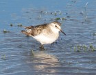 Calidris bairdii