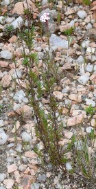 Stevia satureiifolia