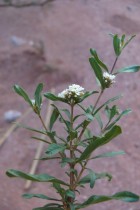 Lippia integrifolia