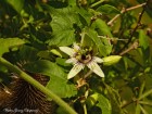 Passiflora morifolia