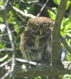 Glaucidium nana