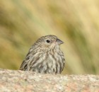 Geospizopsis unicolor