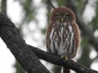 Glaucidium brasilianum