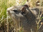 Microcavia australis