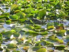 Caiman latirostris