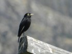 Hymenops perspicillatus