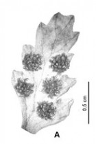 Cystopteris apiiformis