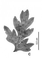 Cystopteris ulei