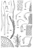 Holomitrium arboreum
