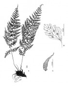 Cystopteris diaphana