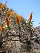Chuquiraga calchaquina