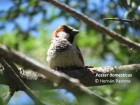 Passer domesticus