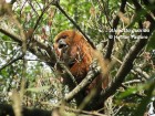 Alouatta guariba