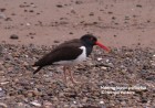 Haematopus palliatus