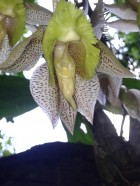 Catasetum fimbriatum