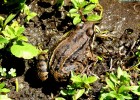 Leptodactylus mystacinus