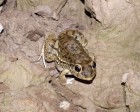 Leptodactylus bufonius