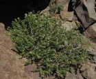 Baccharis rufescens
