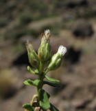 Baccharis rufescens