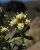 Baccharis rufescens