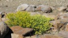 Senecio bracteolatus