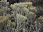 Senecio filaginoides