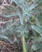 Senecio microcephalus