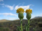 Senecio steparius