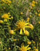 Senecio subulatus