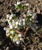 Triptilion achilleae