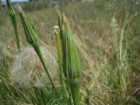 Tragopogon dubius