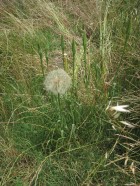 Tragopogon dubius