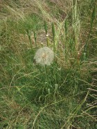 Tragopogon dubius