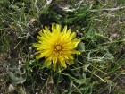 Taraxacum officinale