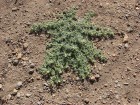 Xanthium ambrosioides