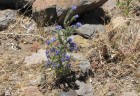 Echium vulgare