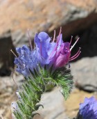 Echium vulgare