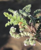 Heliotropium pinnatisectum