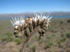 Phacelia secunda